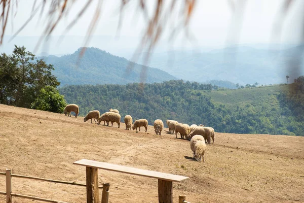 Farma Owiec Wzgórzu Doi Chang Chiang Rai Tajlandia — Zdjęcie stockowe