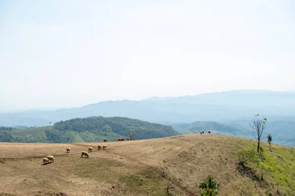 Farma Owiec Wzgórzu Doi Chang Chiang Rai Tajlandia — Zdjęcie stockowe