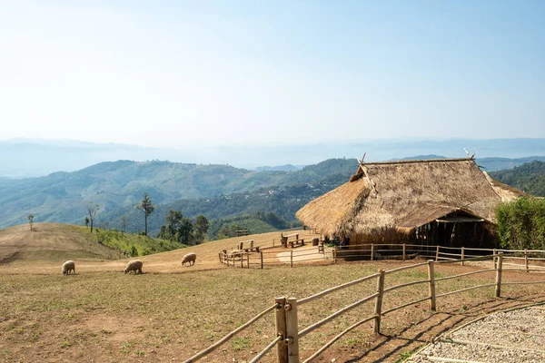 Farma Owiec Wzgórzu Doi Chang Chiang Rai Tajlandia — Zdjęcie stockowe