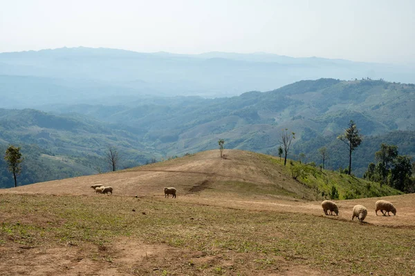 Sheep Farm Hill Doi Chang Chiang Rai Thailandia — Foto Stock