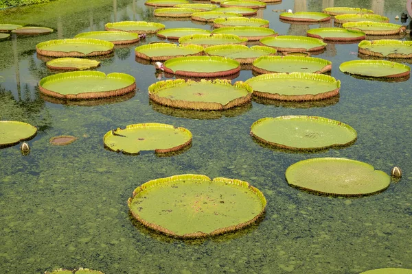 Lírio Água Real Uma Enorme Planta Aquática Que Cresce Naturalmente — Fotografia de Stock