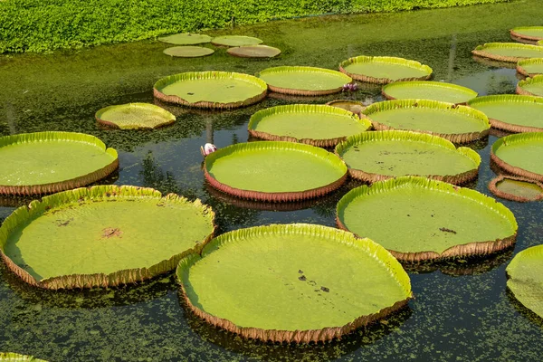Royal Water Lily Huge Aquatic Plant Grows Naturally Amazonian Region — Stock Photo, Image