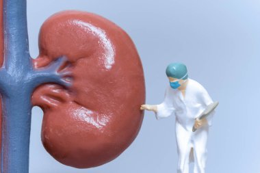 Minyatür İnsanlar Doktor, hasta böbrek sağlığı, bilim ve tıbbi kavramları analiz ediyor.