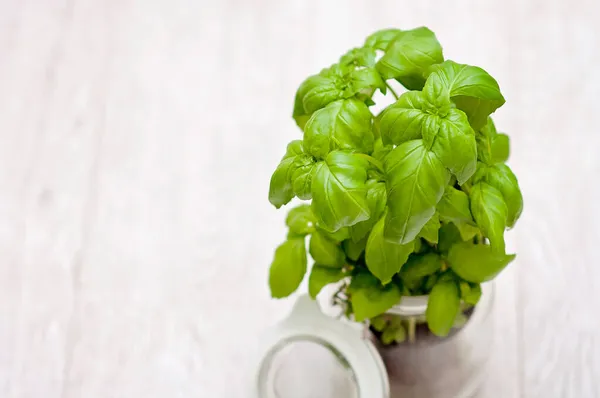 新罗勒在玻璃瓶里 罗勒叶 绿色草本植物特写 有柔软的白色背景 — 图库照片