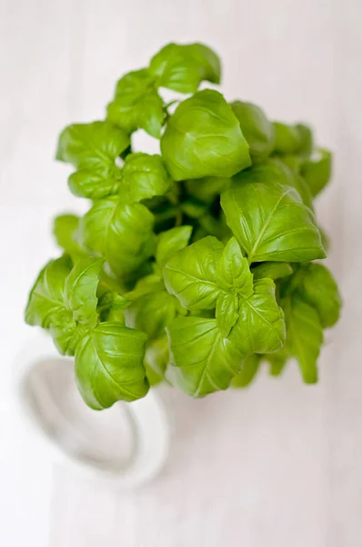 Albahaca Fresca Frasco Vidrio Hojas Albahaca Hierba Verde Cerca Con —  Fotos de Stock