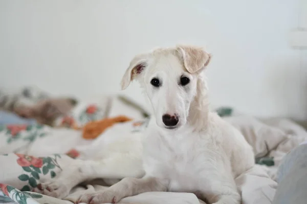 침대에 누워서 카메라를 똑바로 귀여운 화이트 러시아 그레이하운드 강아지 — 스톡 사진