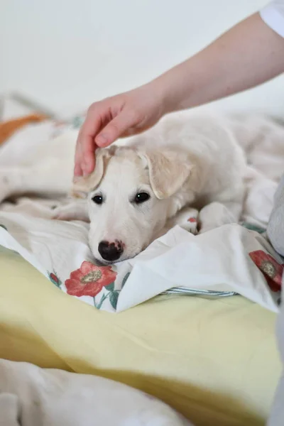 침대에 누워서 카메라를 똑바로 귀여운 화이트 러시아 그레이하운드 강아지 — 스톡 사진