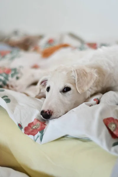 Cute Tired Dog Lying Bed Looking Directly Camera White Borzoi — Stock Photo, Image
