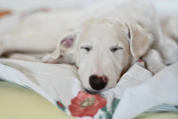 귀엽고 침대에서 화이트 러시아 그레이하운드 강아지 — 스톡 사진