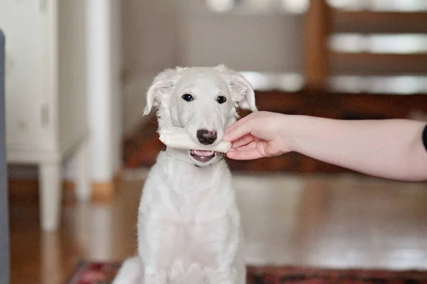 A dog puppy chewing bone. White playfull and cute borzoi russian greyhound