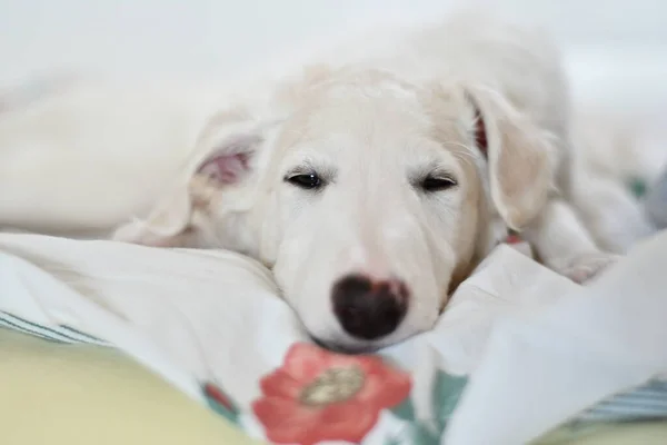 귀엽고 침대에서 자려고 화이트 러시아 그레이하운드 강아지 — 스톡 사진