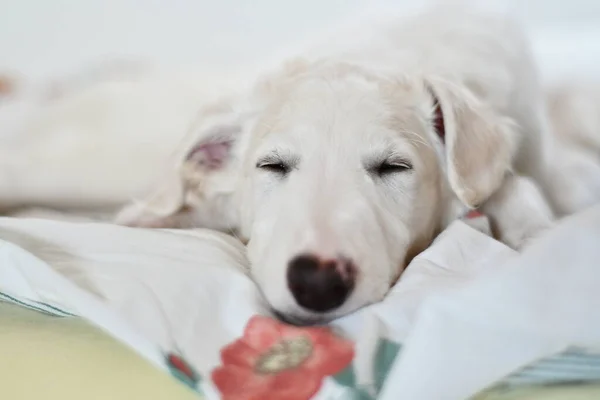 귀엽고 침대에서 화이트 러시아 그레이하운드 강아지 — 스톡 사진