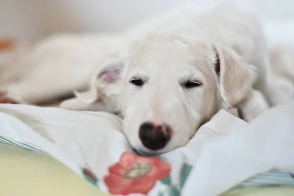귀엽고 침대에서 자려고 화이트 러시아 그레이하운드 강아지 — 스톡 사진