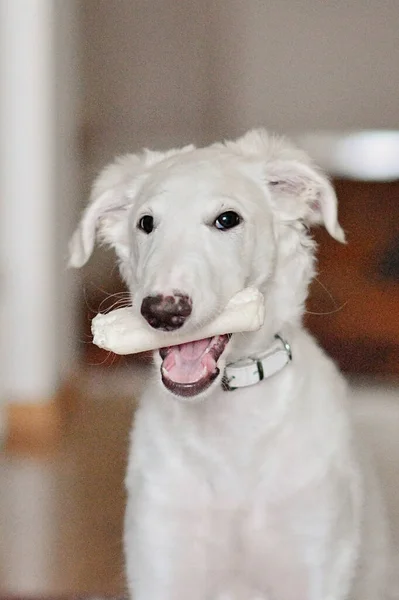 Ein Hundewelpe Kaut Knochen Weißer Verspielter Und Süßer Barsoi Russischer — Stockfoto