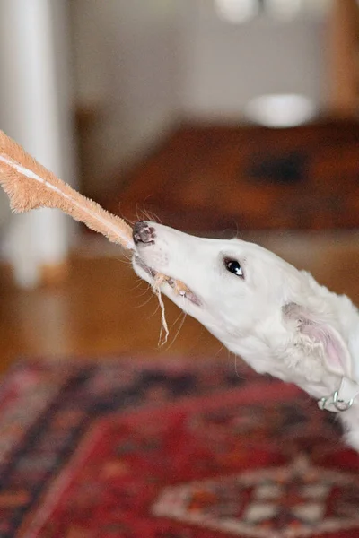 Dog Playing Toy White Playfull Cute Borzoi Russian Greyhound Puppy — Stock Photo, Image