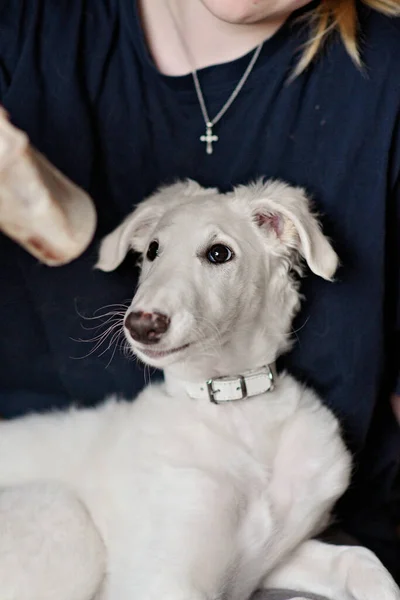 A dog puppy chewing bone. White playfull and cute borzoi russian greyhound