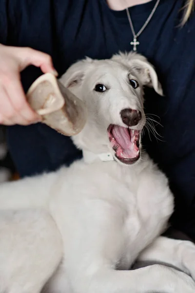 A dog puppy chewing bone. White playfull and cute borzoi russian greyhound