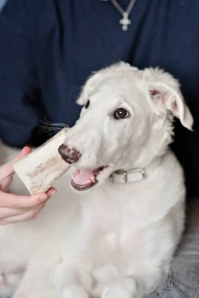 A dog puppy chewing bone. White playfull and cute borzoi russian greyhound