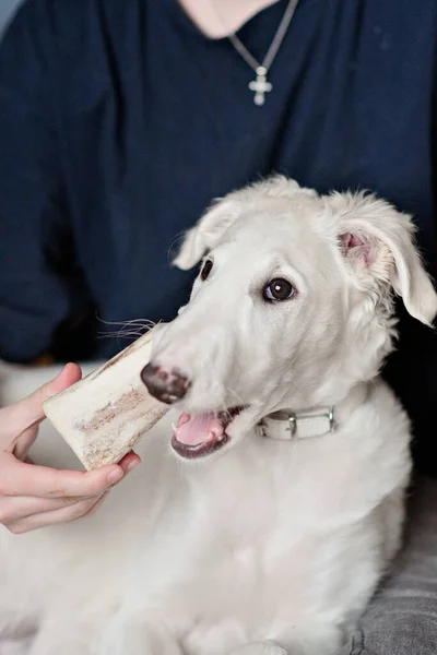 A dog puppy chewing bone. White playfull and cute borzoi russian greyhound