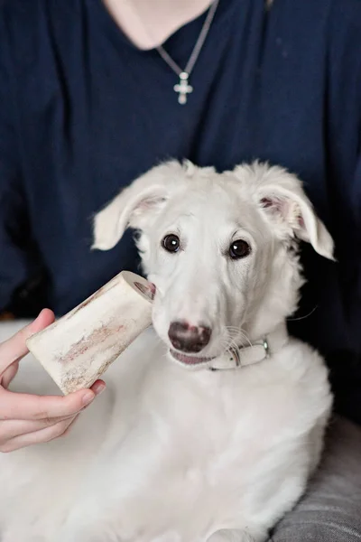 A dog puppy chewing bone. White playfull and cute borzoi russian greyhound