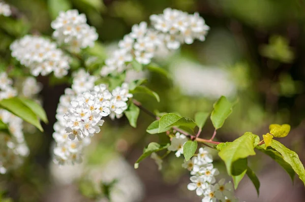 Mooie Witte Bloemen Groeien Prunus Padus Vogelkers — Stockfoto