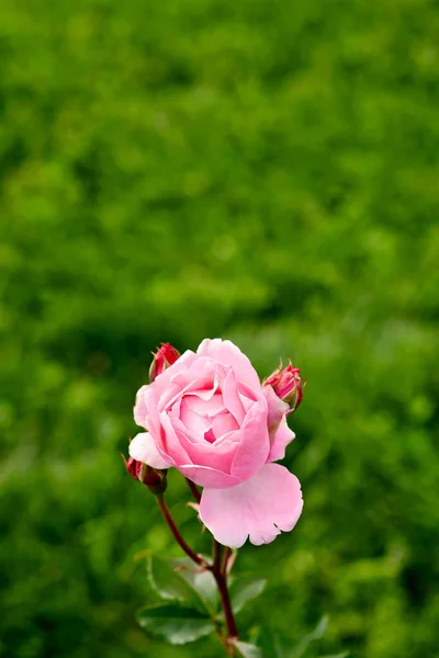 Elegancka Piękna Różowa Róża Góry Zielona Trawa — Zdjęcie stockowe