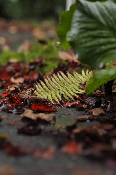 Warm Colored Fallen Leaves One Fern Leaf Stands Out Rest — Zdjęcie stockowe