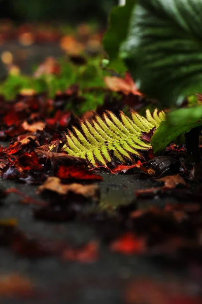 Feuilles Tombées Couleur Chaude Une Feuille Fougère Qui Démarque Reste — Photo