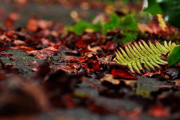 과남은 가을에 — 스톡 사진