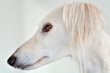Safkan, tapılası beyaz bir saluki ve Pers tazısının inanılmaz ve yoğun köpek gözleri. Finlandiya 'da evde mutlu ve rahat bir dişi köpek.