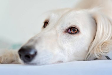Safkan, tapılası beyaz bir saluki ve Pers tazısının inanılmaz ve yoğun köpek gözleri. Finlandiya 'da evde mutlu ve rahat bir dişi köpek.