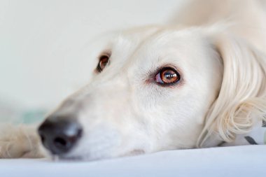 Safkan, tapılası beyaz bir saluki ve Pers tazısının inanılmaz ve yoğun köpek gözleri. Finlandiya 'da evde mutlu ve rahat bir dişi köpek.