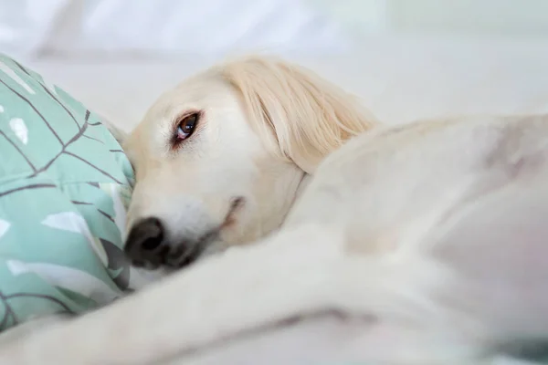 Erstaunliche Und Intensive Hundeaugen Eines Reinrassigen Weißen Saluki Persischen Windhundes lizenzfreie Stockfotos