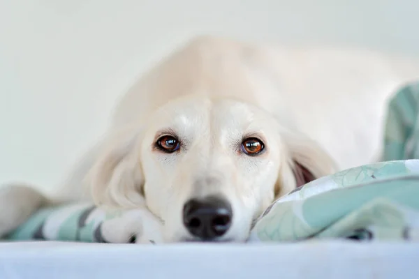 Verbazingwekkende Intensieve Hondenogen Van Een Raszuivere Schattige Witte Saluki Perzische Stockfoto