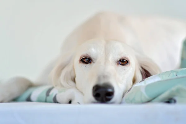 Verbazingwekkende Intensieve Hondenogen Van Een Raszuivere Schattige Witte Saluki Perzische Stockafbeelding