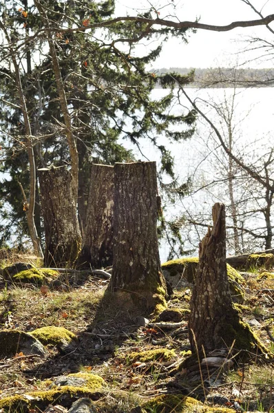 Arbre Mort Souche Dans Forêt Mousseuse Est Naturel Nature Est — Photo