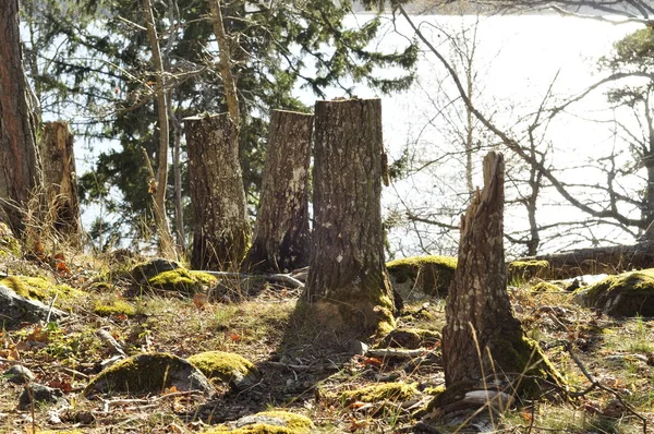 Tocón Árbol Muerto Bosque Musgoso Natural Naturaleza Ambiente Áspero Con — Foto de Stock