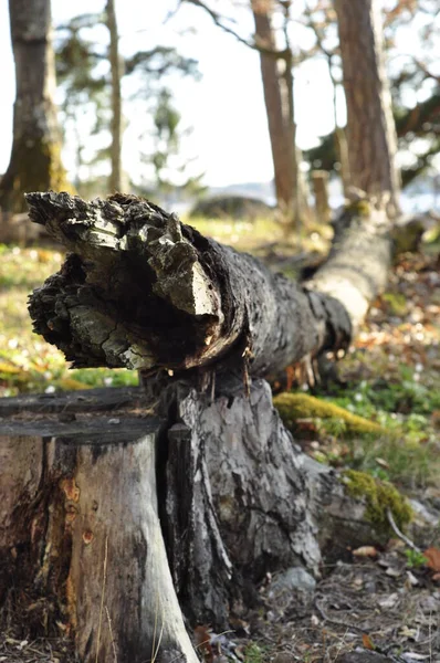 Arbre Mort Souche Dans Forêt Mousseuse Est Naturel Nature Est — Photo