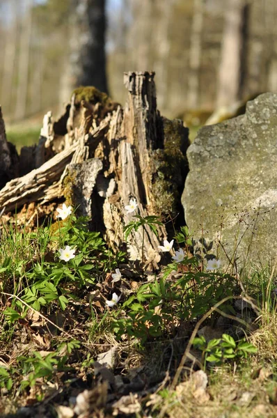 Fleurs Blanches Dans Forêt Côté Vieux Moignon Pourri Anémone Bois — Photo