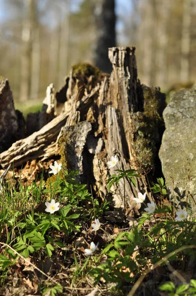 Fleurs Blanches Dans Forêt Côté Vieux Moignon Pourri Anémone Bois — Photo