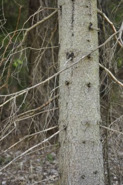 Yüzeye reçine damlatarak ölen köknar. Orman manzarasında hasarlı yosunlu yaşlı ağaç. Ağaç kabuğu ve iğnesi olmayan eski dallar.