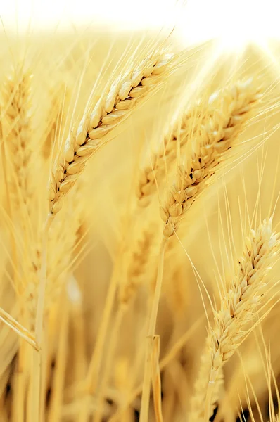 Wheat closeup — Stock Photo, Image