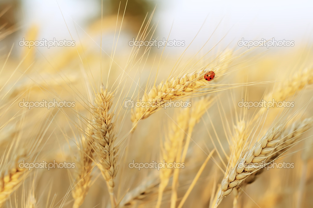Wheat field and ladybug
