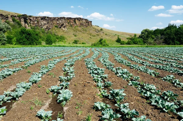 Kool veld — Stockfoto