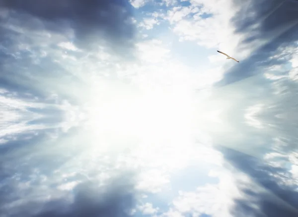 Летящая чайка и голубое небо — стоковое фото