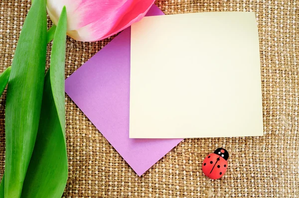 Cartão decorado com tulipas e joaninha — Fotografia de Stock