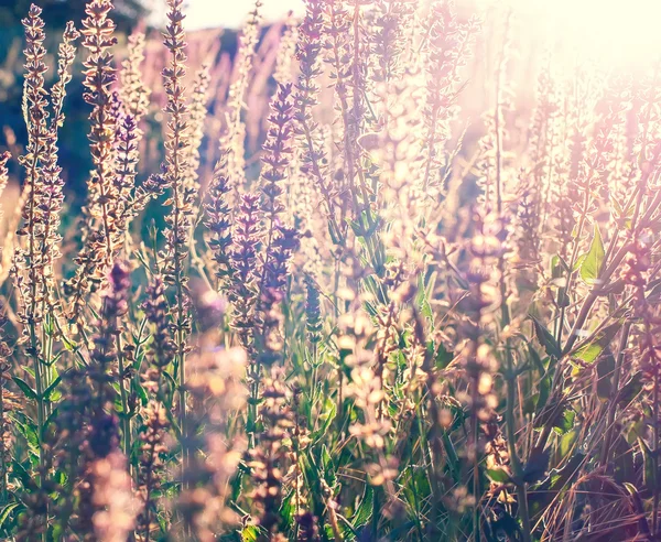 Vintage çiçek arka plan