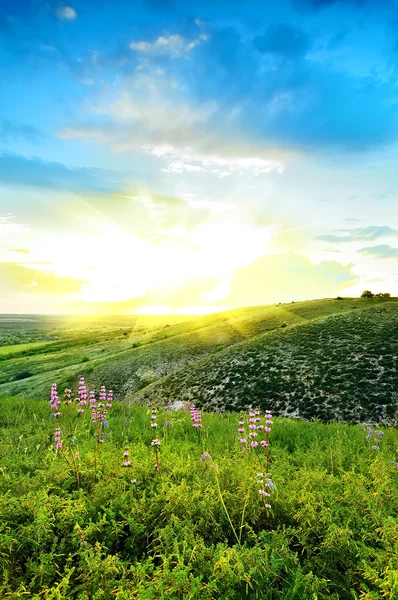 Beautiful spring landscape with sun and flowers — Stock Photo, Image