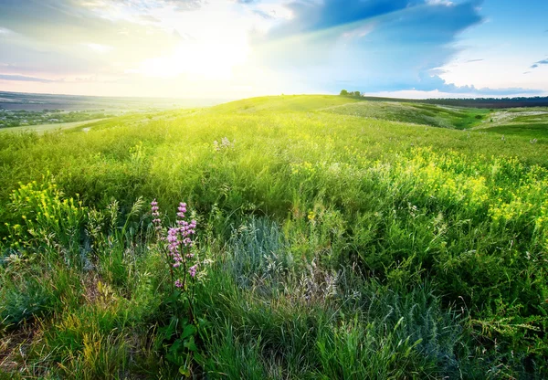 Vacker vår landskap med sol och blommor — Stockfoto