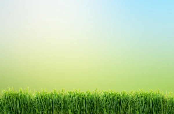 녹색 잔디 자연 배경 — 스톡 사진
